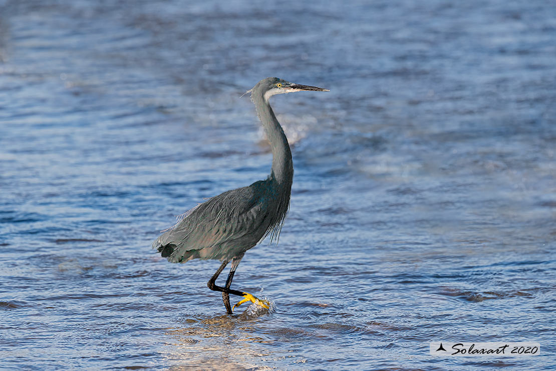 Egretta gularis; Airone schistaceo; Western Reef-Egret